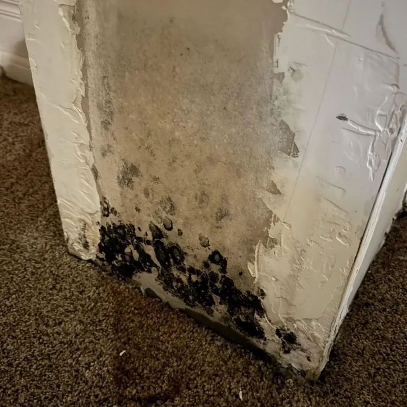 Professional Mold Removal in Crockett, TX